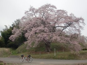 是哉寺地蔵桜
