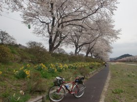 夏井千本桜遊歩道