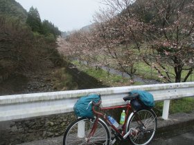 今川の桜並木