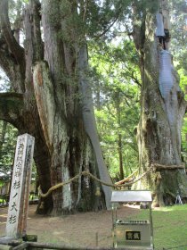 日本一の大杉